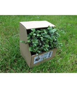callisia repens