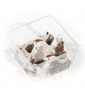 Grillons D Adultes (Taille 8)