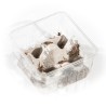 Grillons D Adultes (Taille 8)