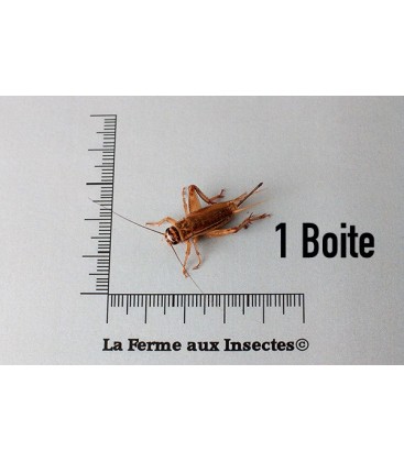 Grillons D Adultes (Taille 8)