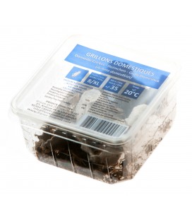 Grillons D Adultes (Taille 8)