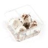 Grillons D Adultes (Taille 8)