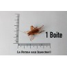 Grillons D Adultes (Taille 8)