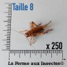 Grillons D Adultes (Taille 8)