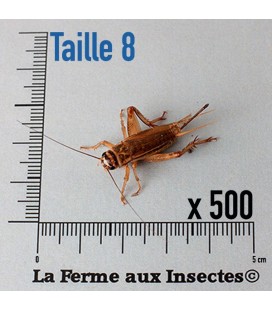 Grillons D Adultes (Taille 8)