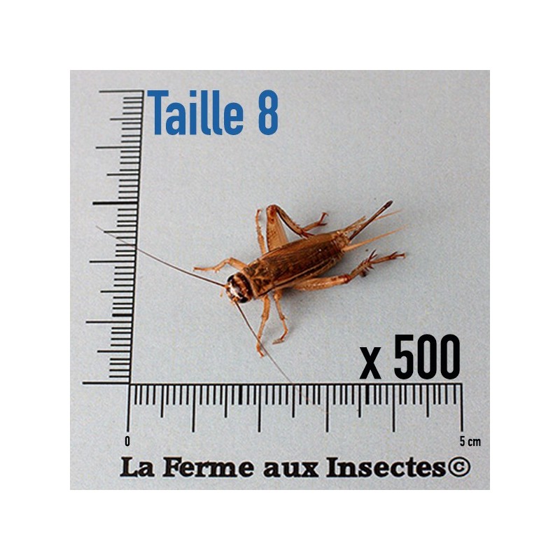 Grillons D Adultes (Taille 8)