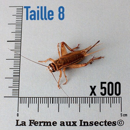 Grillons D Adultes (Taille 8)