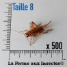 Grillons D Adultes (Taille 8)