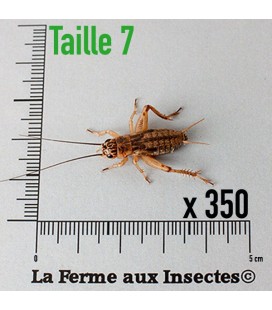 Grillons D Moyens (Taille 7)