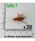 Grillons D Moyens (Taille 7)