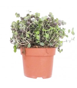 callisia repens