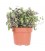 callisia repens