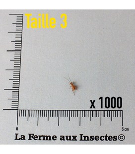 grillon domestique vivant pour reptile taille 3