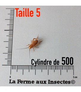 vente de grillons domestiques vivants pour reptile taille 5 moyen par 500