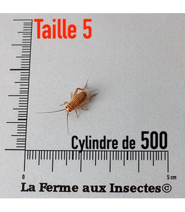 vente de grillons domestiques vivants pour reptile taille 5 moyen par 500