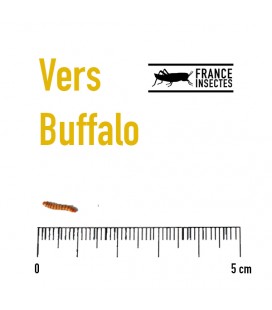 MINI VERS DE FARINE