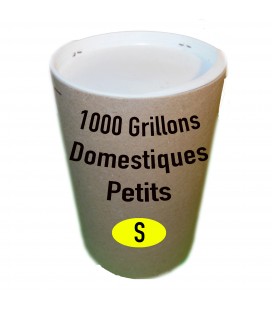 Tube de 1000 grillon Domestique Petit (T. 3)
