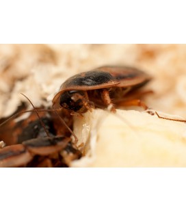 Coquerelles des bois argentins blattes dubias pour reptiles - France-Insectes