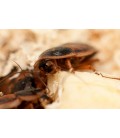 Coquerelles des bois argentins blattes dubias pour reptiles - France-Insectes