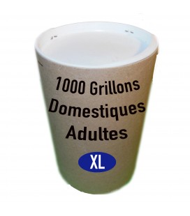 1 kilo de Grillons Domestiques Adultes (Taille 8)