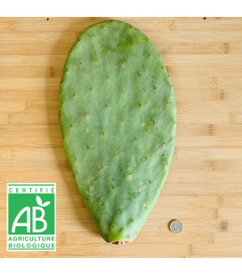 Raquette de Figuier de barabrie BIO Taille L