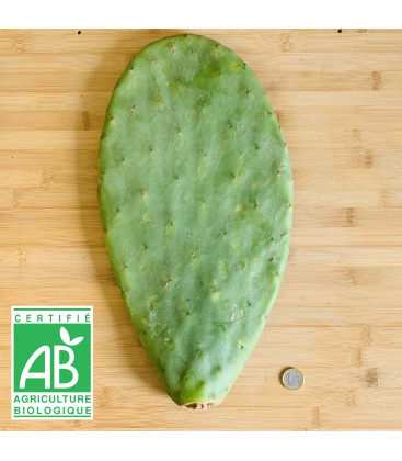 Raquette de Figuier de barabrie BIO Taille L