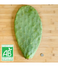 Raquette de Figuier de barabrie BIO Taille L