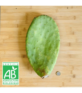 Raquette de Figuier de barabrie BIO Taille M