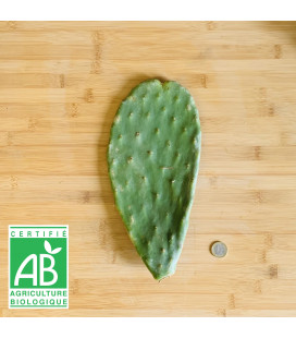 Raquette de Figuier de barabrie BIO Taille S