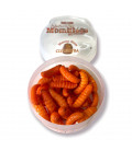 Teignes Momifiées Oranges