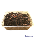 Dendrobenas Barquette de 250gr