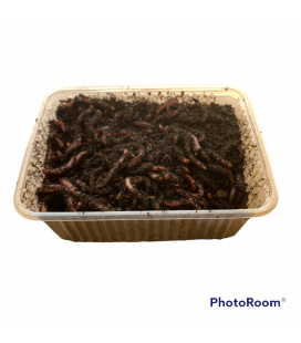 Dendrobenas Barquette de 250gr