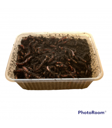 Dendrobenas Barquette de 250gr
