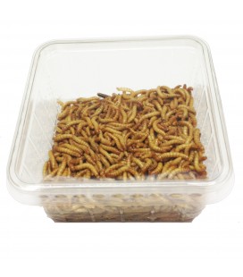 vers de farine insectes pour oiseaux insectivore et insectes pour reptiles