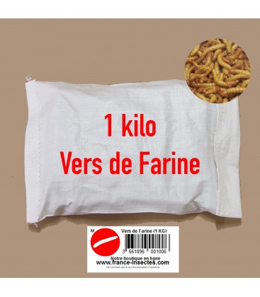 vers de farine insectes pour oiseaux insectivore et insectes pour reptiles
