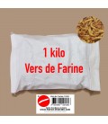 vers de farine insectes pour oiseaux insectivore et insectes pour reptiles
