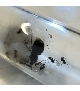 Fourmiliere et sa Colonie de Fourmis Lasius Niger
