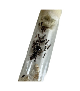 Ant Farm Fourmilière et sa Colonie de Messor Barbarus