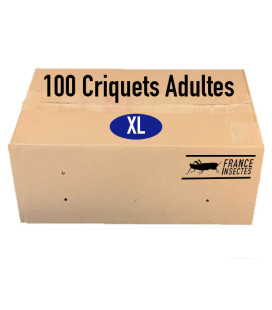 Carton de 100 Criquets Adultes (XL)