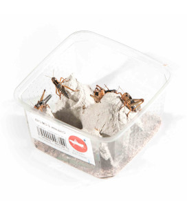 Boite de 10 Criquets 2cm