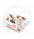 Boite de 10 Criquets 2cm