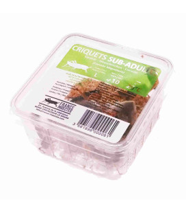 Boite de 10 Criquets SubAdultes L