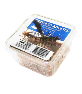 Criquets Adultes