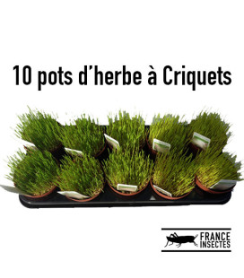 lot-de-10-pots-herbe-a-criquets
