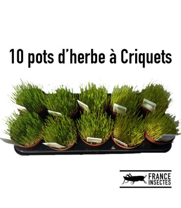 lot-de-10-pots-herbe-a-criquets