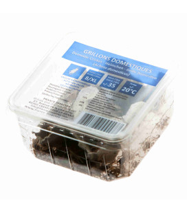 grillons domestiques vivants adultes T8 insectes pour reptile grillon vivant