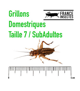 Achetez des grillons domestiques subadultes taille 7 à 3,66€ TTC | France Insectes