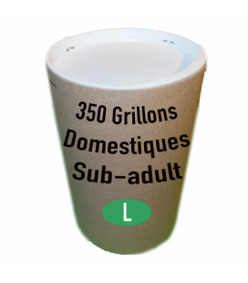 Achetez des grillons domestiques subadultes taille 7 à 3,66€ TTC | France Insectes