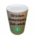 Achetez des grillons domestiques subadultes taille 7 à 3,66€ TTC | France Insectes