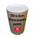 Tube de 500 grillonS DOmestiqueS PetitS (T. 5)